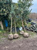 Pinus nigra . Pinus sylvertris of grove den, Tuin en Terras, Planten | Bomen, Ophalen of Verzenden, Bloeit niet, Overige soorten