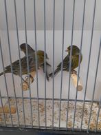 Zwart kobalt geel, Meerdere dieren, Kleurkanarie