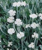 Prikneus, wit buitenplant, Volle zon, Tweejarig, Lente, Ophalen