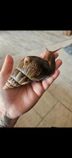 Agaatslakken incl. Alle toebehoren, Dieren en Toebehoren, 0 tot 2 jaar