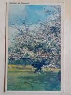 Ansichtkaart Nunspeet, Ophalen of Verzenden, Gelderland