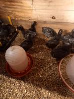 Amrock kuikens, Dieren en Toebehoren, Pluimvee, Meerdere dieren, Kip