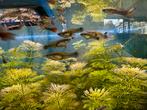 Baby guppy’s 20 stuks 2,50, Vis