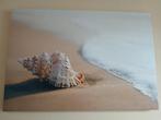 Schelp op canvas, Ophalen
