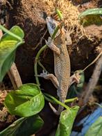 Gargoyle gekko 1.0, Dieren en Toebehoren, Hagedis, Tam, 3 tot 6 jaar