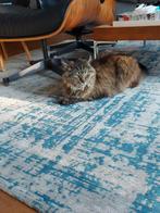 Vermiste kat, Poes, Gechipt