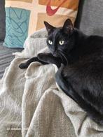 Mooie lieve zwarte kater, Dieren en Toebehoren, Katten en Kittens | Overige Katten, Kater