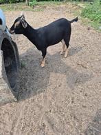 Dwerg geitje  Black & Tan, Dieren en Toebehoren, Schapen, Geiten en Varkens, Vrouwelijk, Geit, 0 tot 2 jaar