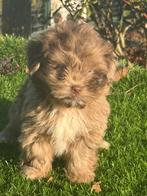 Te koop mooie boomer pups, Dieren en Toebehoren, Honden | Niet-rashonden, Nederland, CDV (hondenziekte), 8 tot 15 weken, Meerdere