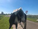 Prachtige tinker, 5 jaar, schofthoogte 1.30, merrie, Dieren en Toebehoren, Merrie, C pony (1.27m tot 1.37m), Recreatiepony, 3 tot 6 jaar