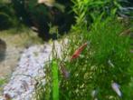 Garnalen rood, blauw, zwart en japonica, Kreeft, Krab of Garnaal, Zoetwatervis