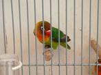 agapornis personata, Dieren en Toebehoren, Geslacht onbekend, Dwergpapegaai of Agapornis, Geringd