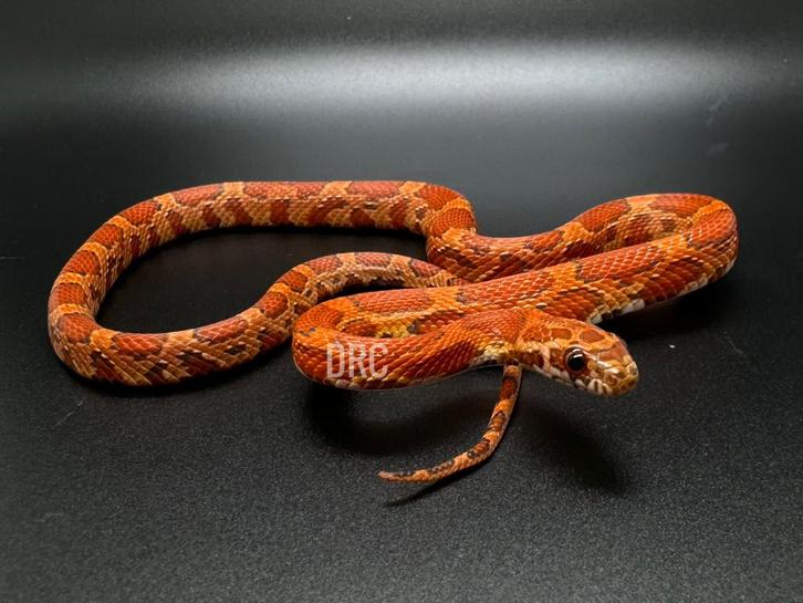 Rattenslang RF Sunkissed Okettee, Dieren en Toebehoren, Reptielen en Amfibieën, Slang, 0 tot 2 jaar, Tam