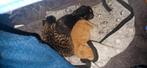2x Europese korthaar kittens rood en zwart(schildpad), Meerdere dieren