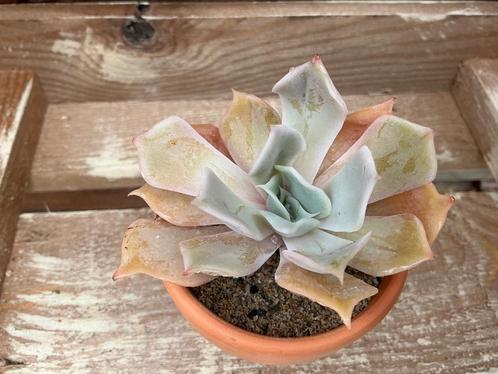Echeveria Desert Camel, Huis en Inrichting, Kamerplanten, Vetplant, Ophalen of Verzenden