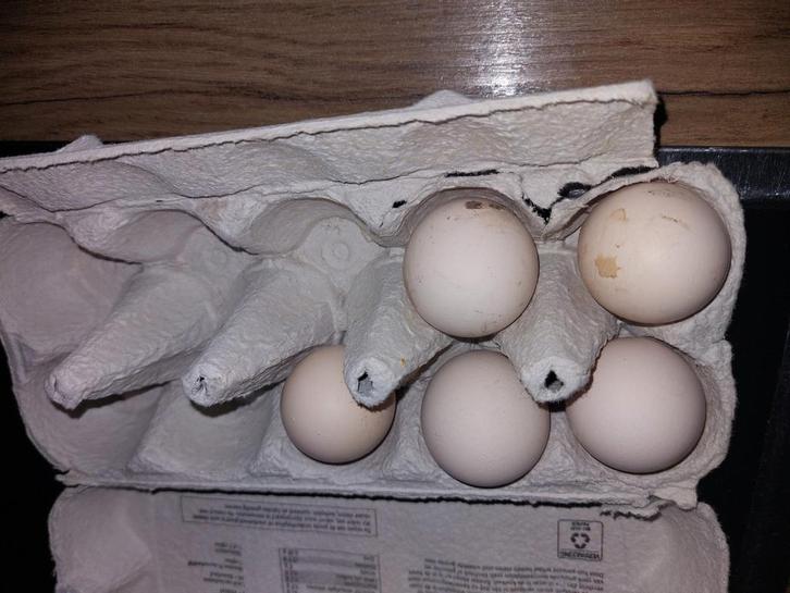 Broedeieren zijdehoen USA (paint, buff, oranje), Dieren en Toebehoren, Pluimvee | Toebehoren, Zo goed als nieuw, Kippenhok of Kippenren