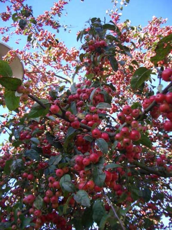 Malus Red Sentinal, Sierappel, Tuin en Terras, Planten | Fruitbomen, Overige soorten, Volle zon, Lente, Ophalen