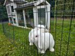 2 witte hangoor konijnen, Dieren en Toebehoren, Konijnen