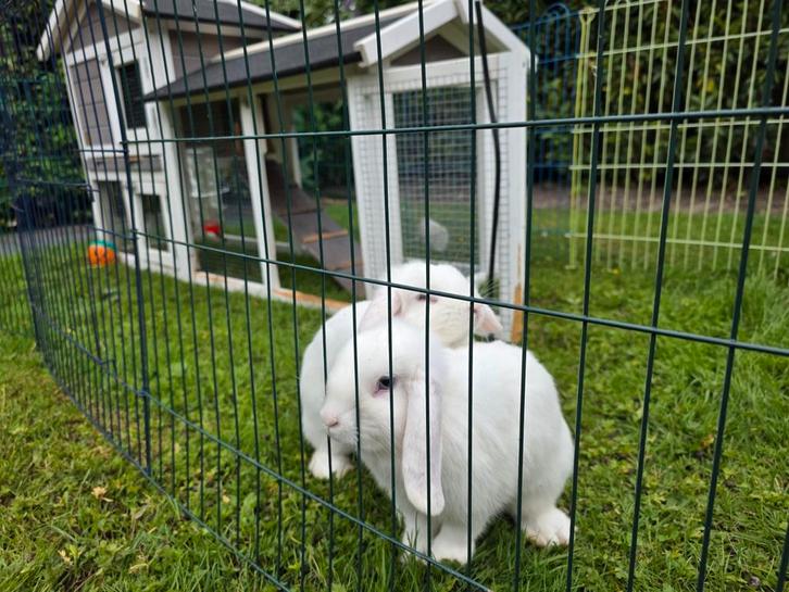 2 witte hangoor konijnen, Dieren en Toebehoren, Konijnen