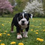 Old english bulldog meisje mag nest verlaten, Dieren en Toebehoren, Honden | Bulldogs, Pinschers en Molossers, Teef, Bulldog, Eén hond