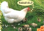 963056 Barneveld Gld Kip Mooie oude kaart onbeschreven, Ophalen of Verzenden, 1960 tot 1980, Ongelopen, Gelderland