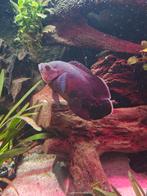 Oscar pauwoog ciclide, Vis