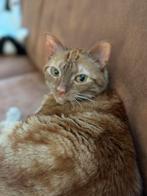 Lieve poes zoekt 5 sterren huisje, Dieren en Toebehoren, Katten en Kittens | Raskatten | Korthaar, Poes, 3 tot 5 jaar