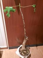 Brachychiton australis, caudex, bottle tree, plant, Bonsai, Verzenden, Halfschaduw, Minder dan 100 cm