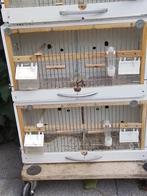 vogelkooitjes, Meerdere dieren, Dwergpapegaai of Agapornis