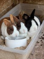 3 Hollanders 2 voedsters 1 rammelaar, Dieren en Toebehoren, Konijnen, Meerdere dieren, Middelgroot, 3 tot 5 jaar