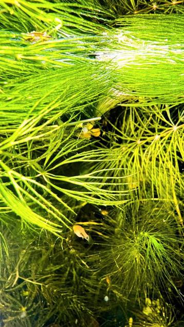 Guppy grass te koop beschikbaar voor biedingen