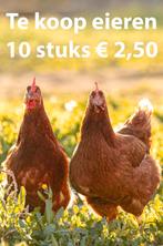 Eieren te koop 10 stuks voor €2,50, Dieren en Toebehoren, Pluimvee, Geslacht onbekend, Kip