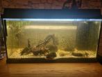 Compleet juwel aquarium 80 cm breed, Dieren en Toebehoren, Vissen | Aquaria en Toebehoren, Ophalen, Gebruikt, Gevuld zoetwateraquarium