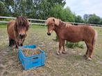 Nieuw thuis gezocht voor deze lieve pony's, Dieren en Toebehoren, Paarden, Merrie, Minder dan 160 cm, Recreatiepaard, 3 tot 6 jaar