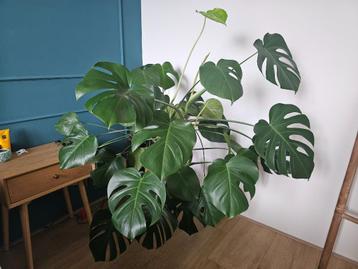 Kamerplant Monstera beschikbaar voor biedingen