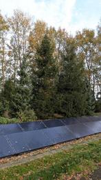 kerstbomen, Diversen, Kerst, Ophalen, Nieuw