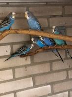 Grasparkieten, Dieren en Toebehoren, Vogels | Parkieten en Papegaaien, Meerdere dieren, Parkiet, Geringd