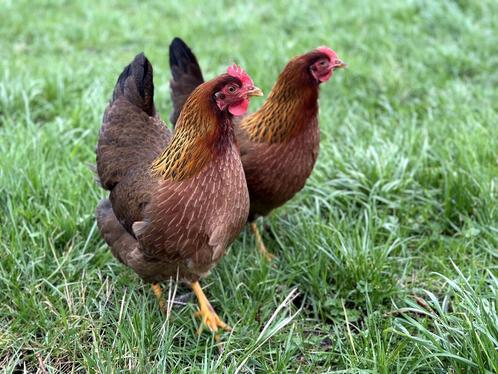 Jonge tamme Welsumer kippen gesekst en ingeënt, Dieren en Toebehoren, Pluimvee, Kip, Vrouwelijk