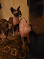 Sphyxns Canadiense nakte, Dieren en Toebehoren, Katten en Kittens | Raskatten | Korthaar, Meerdere dieren, 0 tot 2 jaar