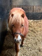 Lieve kleine shet Ruin Nas stamboek, Dieren en Toebehoren, Pony's, Ruin, A pony (tot 1.17m), Gechipt, 3 tot 6 jaar