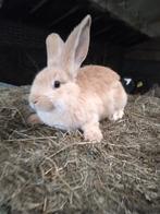 Jonge vlaamse reuzen, Dieren en Toebehoren, Konijnen, Meerdere dieren, Groot, 0 tot 2 jaar
