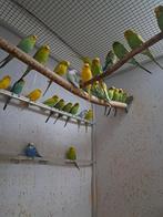 Jonge grasparkieten eten alle zelfstandig, Dieren en Toebehoren, Vogels | Parkieten en Papegaaien, Meerdere dieren, Parkiet, Tam