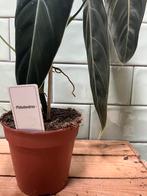Philodendron spec., Huis en Inrichting, Kamerplanten, Ophalen, Halfschaduw, Minder dan 100 cm