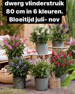 3 kleurige vlinderstruik en dwerg vlinderstruiken  vanaf €5, Ophalen, Zomer, Overige soorten, Volle zon