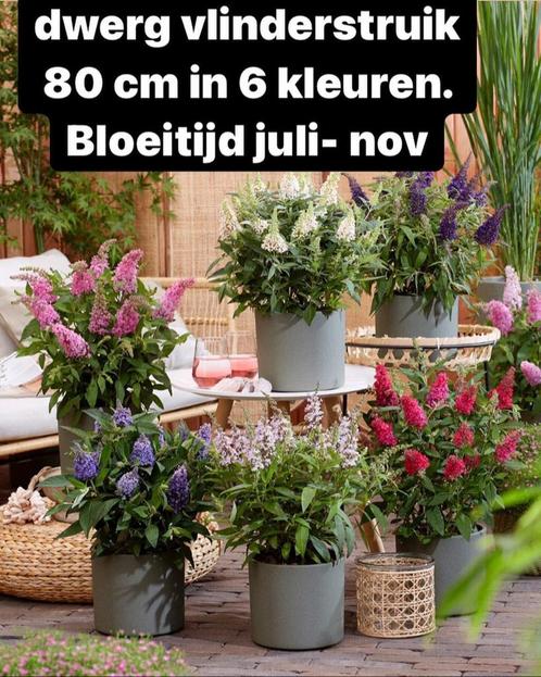 3 kleurige vlinderstruik en dwerg vlinderstruiken  vanaf €5, Tuin en Terras, Planten | Tuinplanten, Overige soorten, Volle zon