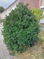 Gratis mooie, grote hulst struik!, Ophalen, Hulst, Struik, 100 tot 250 cm