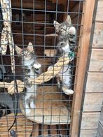 Nog 2 mooie maine coon poesjes met stamboom, Dieren en Toebehoren, Katten en Kittens | Raskatten | Langhaar, Poes, Gechipt