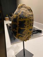 Statue schildpad, Ophalen, Zo goed als nieuw