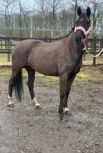 KWPN te koop!, Dieren en Toebehoren, Paarden, Recreatiepaard, 11 jaar of ouder, Merrie, Gechipt