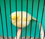 Glosters, Dieren en Toebehoren, Vogels | Kanaries, Meerdere dieren, Postuurkanarie